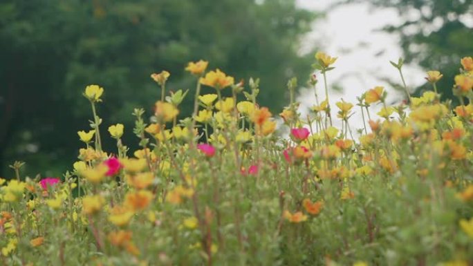 SLO MO; 马齿苋; 盛开的普通马齿苋花。