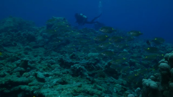 日本海底礁的黄斑帝王鱼学校