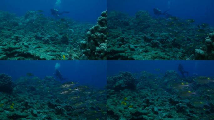 日本海底礁的黄斑帝王鱼学校