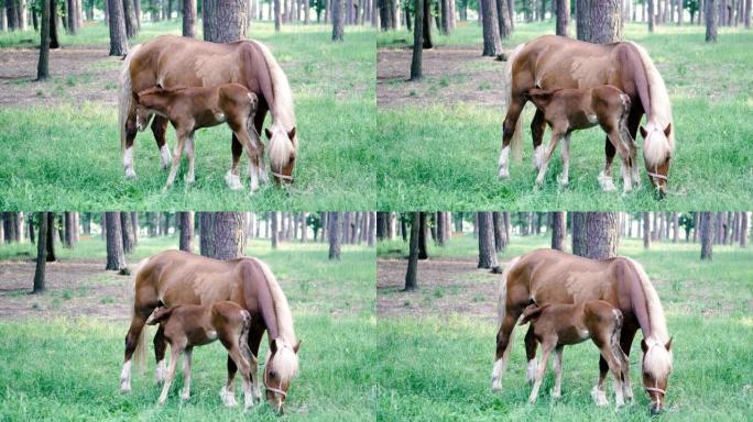小马驹。这匹马和小马驹一起在森林里散步