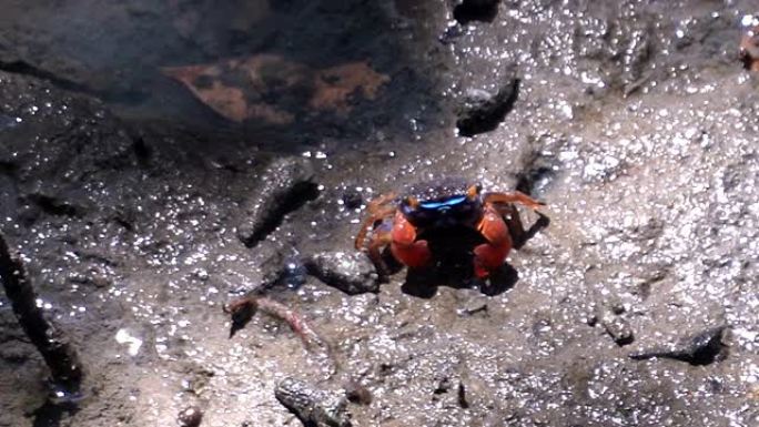 高角度视图: 泰国塞萨玛·梅德里螃蟹继续进食