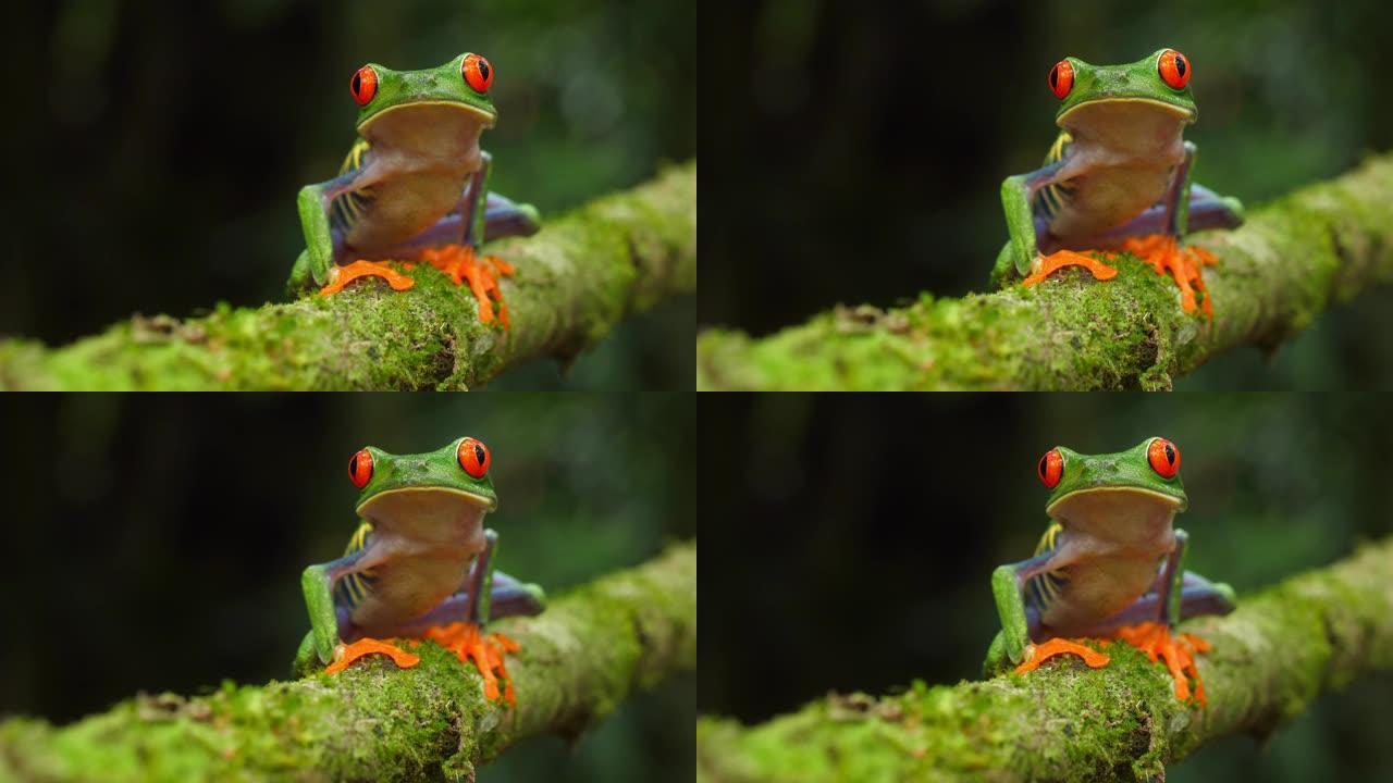 红眼树蛙在加勒比海雨林的自然栖息地