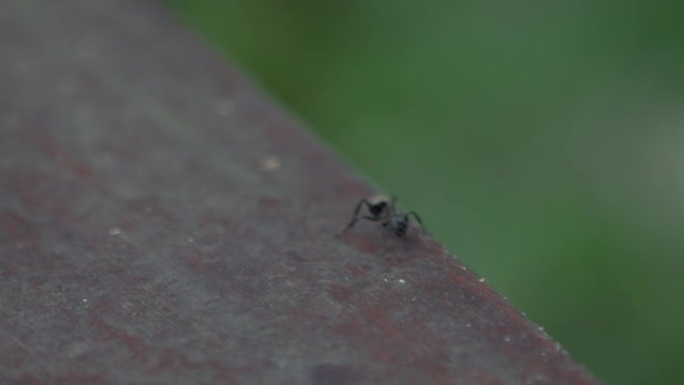 台湾森林野外行走的大黑蚂蚁的宏观慢动作