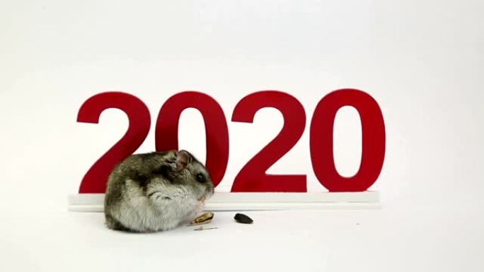白老鼠是即将到来的2020年的象征。