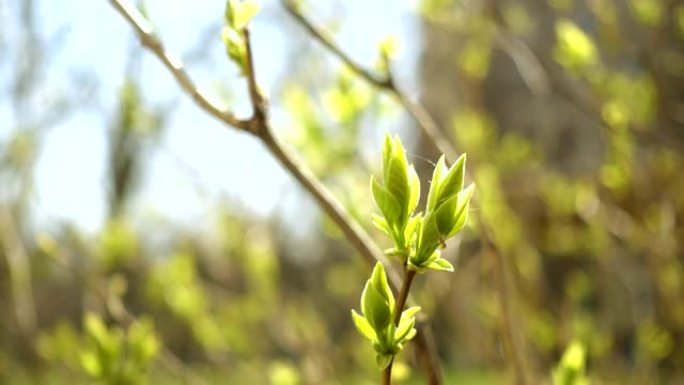 绿色的丁香叶芽在阳光明媚的春天关闭