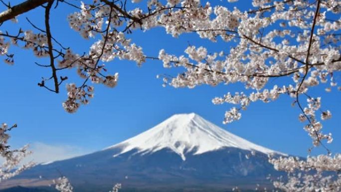 富士山和樱花: 从富士吉田的Arakurayama Sengen公园观看