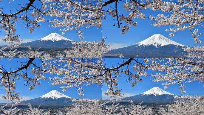 富士山和樱花: 从富士吉田的Arakurayama Sengen公园观看