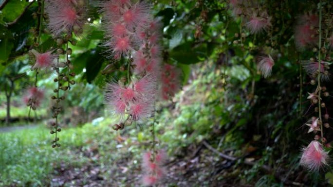 冲绳宫古岛的Barringtonia acemosa或粉扑树或普通的或杀鱼树或Sagaribana的