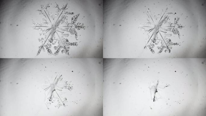 奇妙的雪花在显微镜下融化。