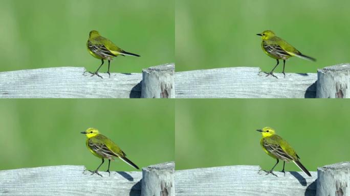 黄鸟黄莺坐在木栅栏上。