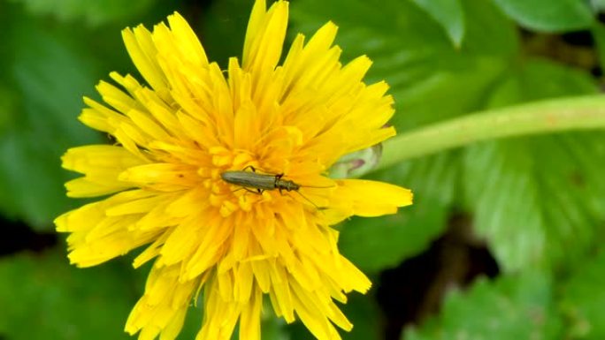 黄色雏菊花上的一种昆虫