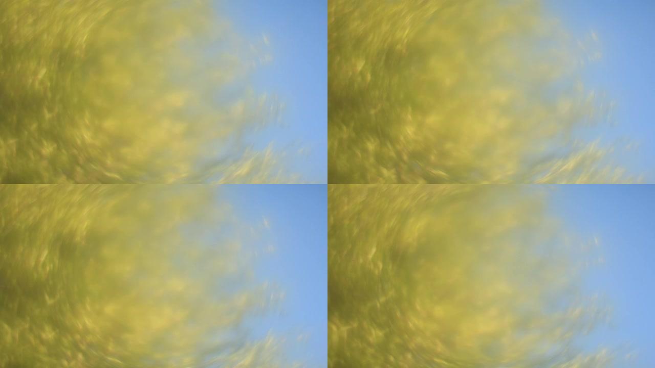 黄色灌木花盛开的软视频背景