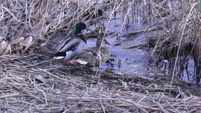 一对野鸭正在清理翅膀，在芦苇中的河岸上游泳。