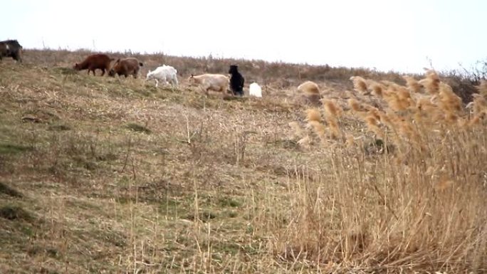 一位穿着凌乱衣服的老人在大自然枯萎的背景下，带着一群自己的山羊从牧场来到他家。