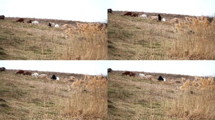 一位穿着凌乱衣服的老人在大自然枯萎的背景下，带着一群自己的山羊从牧场来到他家。