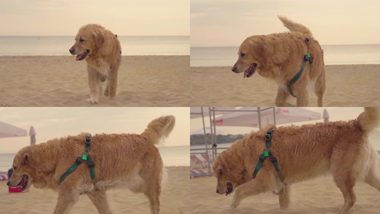 日出时海滩上美丽的金毛猎犬