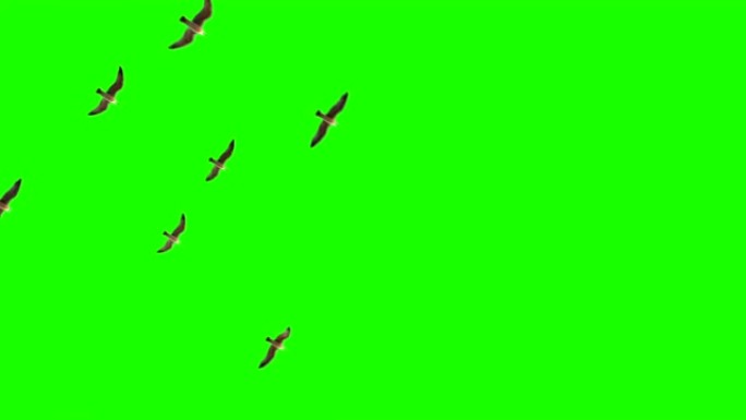 色键上天空中的海鸥