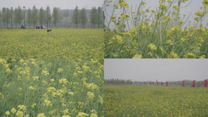 现代化乡村的油菜花