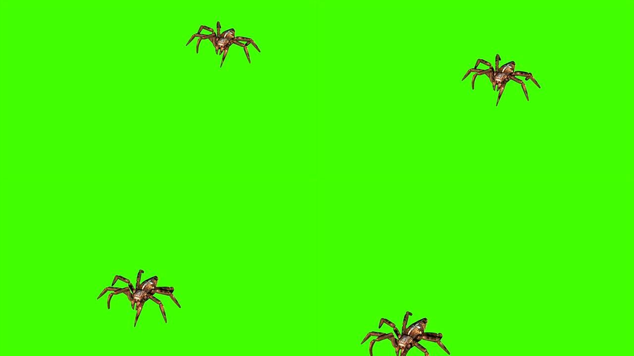 4k动画-蜘蛛在绿色屏幕背景上爬行