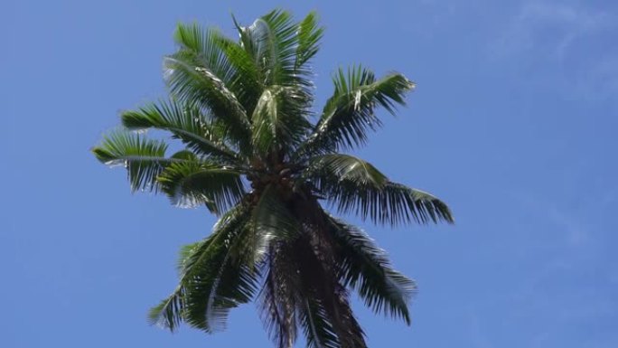 棕榈树对着天空或大海25