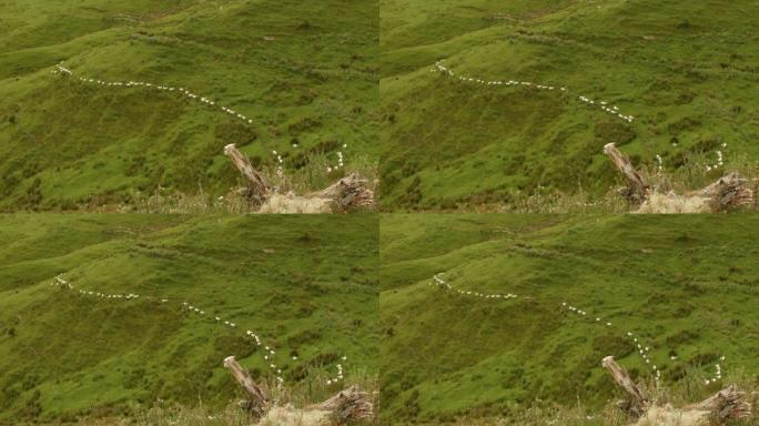 新西兰风景 -- 风景随着羊群，羊群慢慢走向，下山