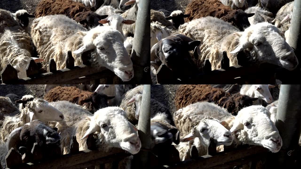 在一个阳光明媚的夏日，好奇的白羊和长毛的黑羊透过动物园的篱笆看。特写。4K。