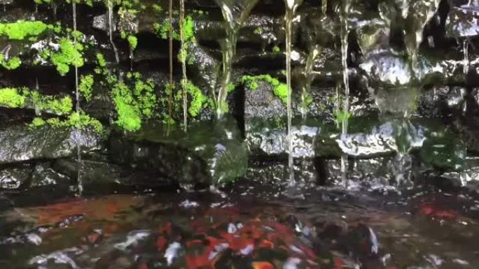 水从石墙流出，青苔