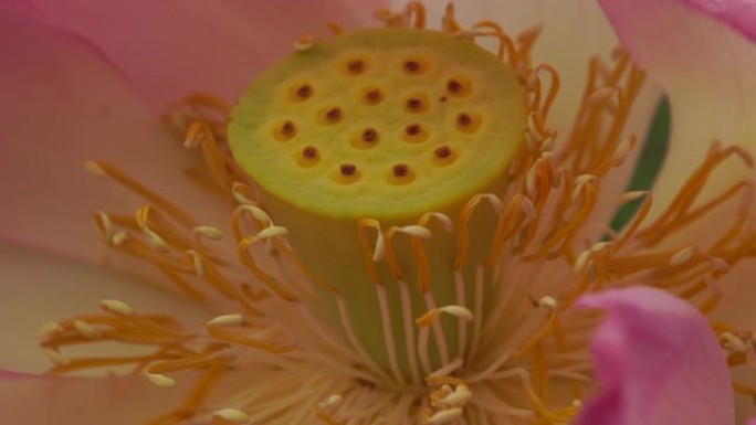 莲花 (Nelumbo nucifera)