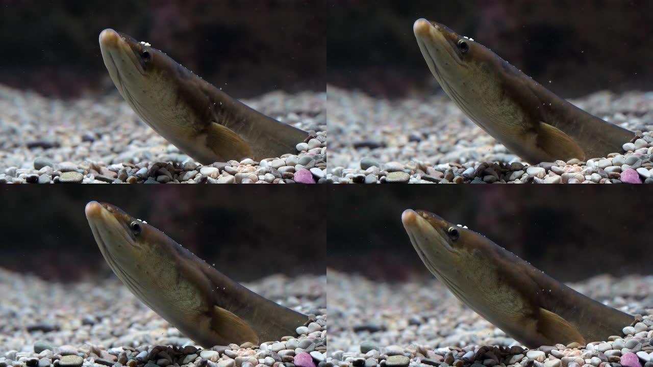 普通鳗鱼或欧洲鳗鱼，安圭拉安圭拉，成年埋在地下，慢动作4K