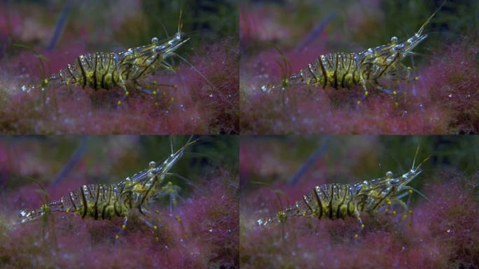 海藻上虾的特写，浅景深