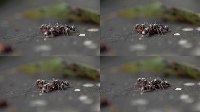 大量大蚂蚁的宏慢mo携带死虫筑巢。殖民地