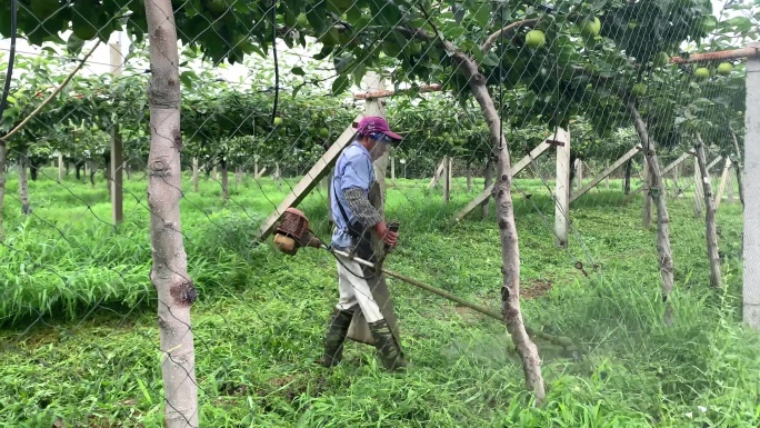 4k果园工人用机械给果园除草视频