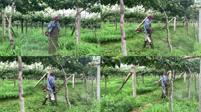 4k果园工人用机械给果园除草视频
