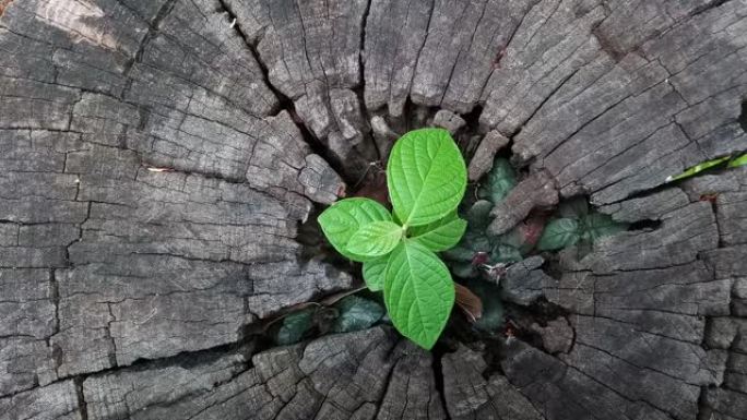 从树桩上生长的植物