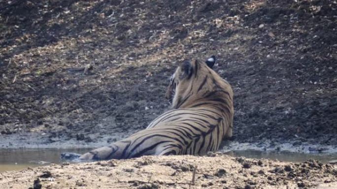 一只雄虎躺在塔多巴水坑中的后视图