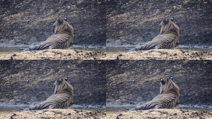一只雄虎躺在塔多巴水坑中的后视图