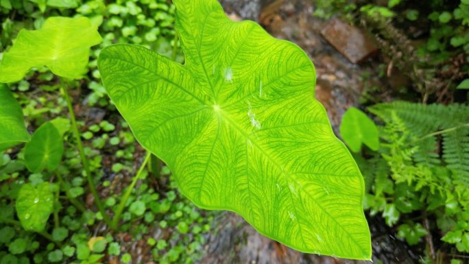 溪谷荷叶茎叶脉络滴水特写