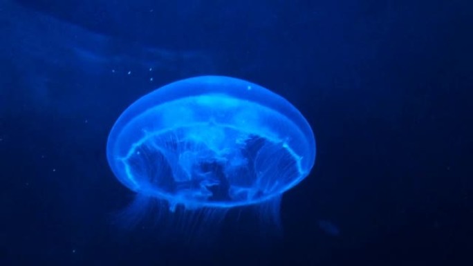 蓝光下的水母