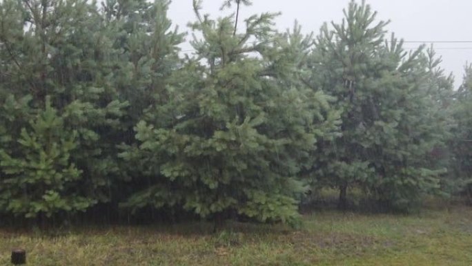 飓风期间，森林背景上有大雨和冰雹。森林里的强风暴。冰雹下大雨中的松树。