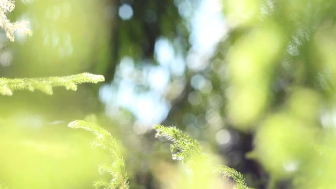 加里曼丹热带雨林，背景模糊和午后阳光。一小撮阳光从旷野的树叶一角出现。