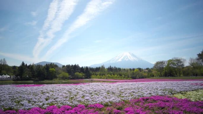 富士山和七彩粉色苔藓前景在芝坂节