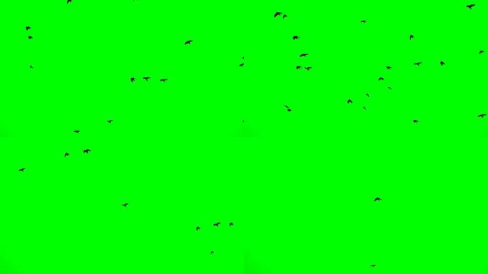 一群黑乌鸦在绿色屏幕上向上飞舞