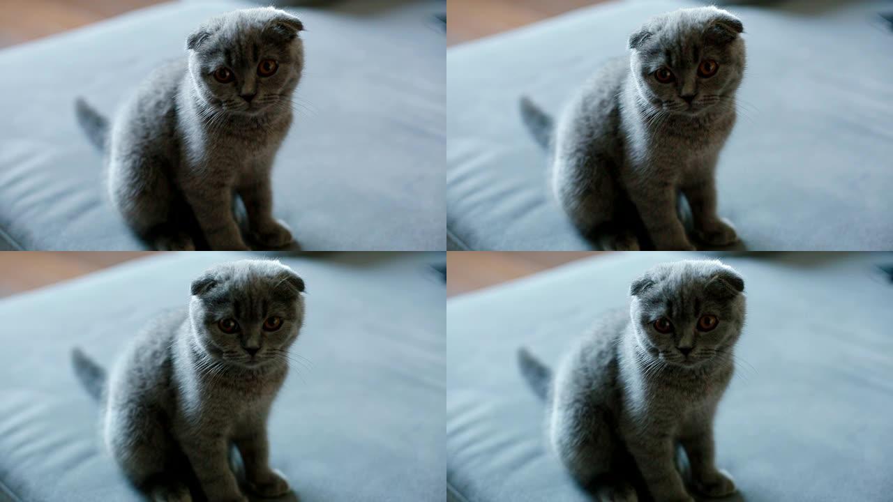 垂耳式灰色英国小猫躺在沙发上