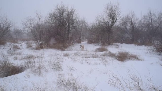 雪山森林中的西伯利亚哈士奇狗