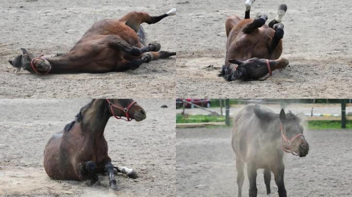 马躺在地上