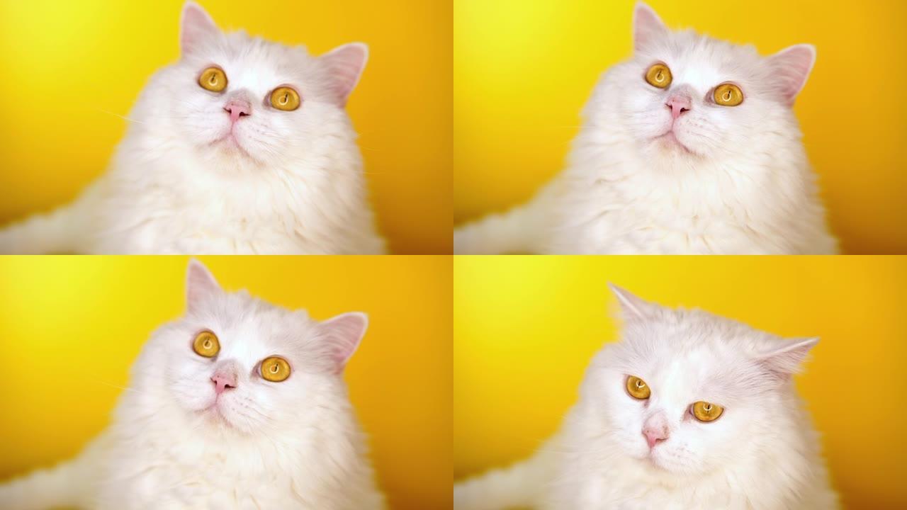 高地直蓬松猫的肖像在黄色背景上舔。时尚，风格，酷动物概念。工作室镜头。白色猫咪。
