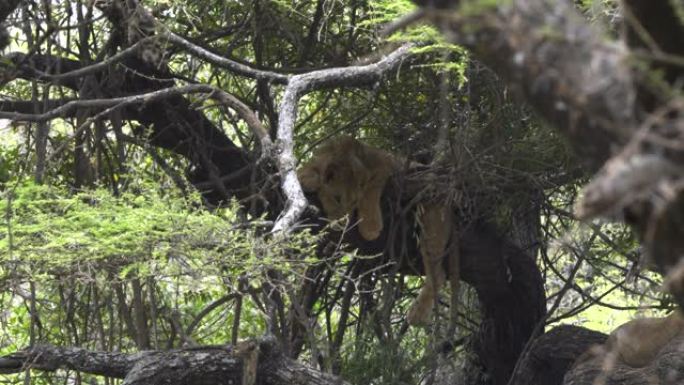 在炎热的日子里，马尼亚拉湖树上的小狮子