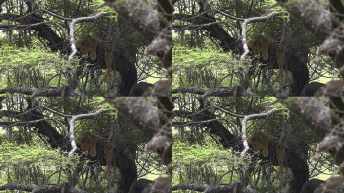 在炎热的日子里，马尼亚拉湖树上的小狮子