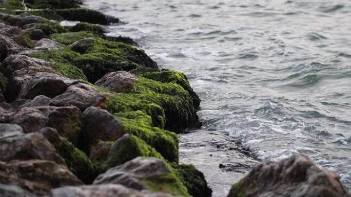 石头上的苔藓，大海，波浪