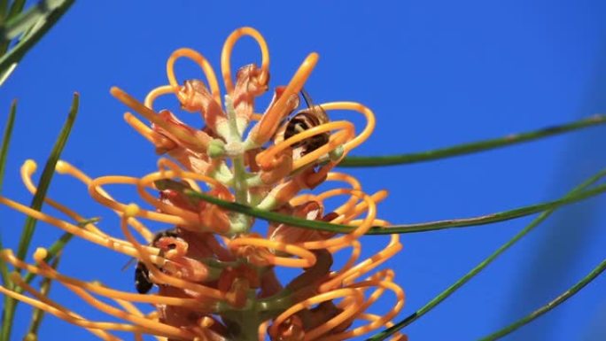 蜜蜂正在从澳大利亚植物中收集蜂蜜 (Grevillea honey gem) 黄金海岸夏季春天与蓝天